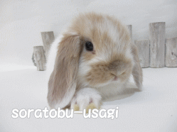 141117h.gif