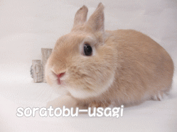 141117i.gif