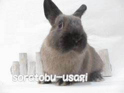 141117j.gif