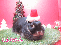 141118a.gif