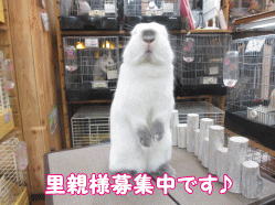 141118e.gif