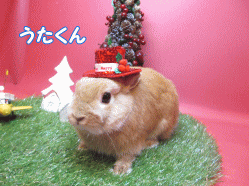141120a.gif