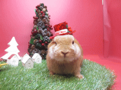 141120b.gif