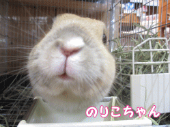 141121c1.gif
