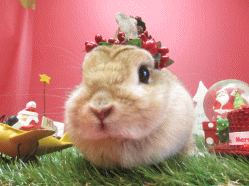 141122a2.gif