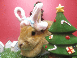 141122d2.gif