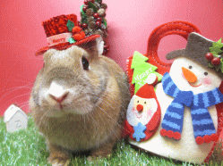 141122e2.gif