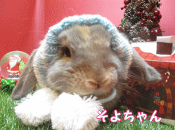 141122f1.gif