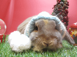 141122f2.gif
