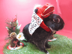 141122g2.gif