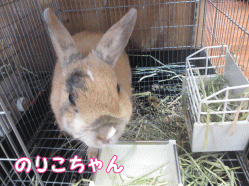 141122i1.gif