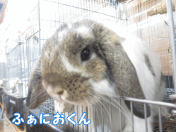 141122l1.gif
