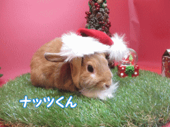 141123c.gif