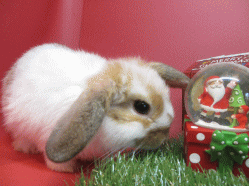 141123g.gif