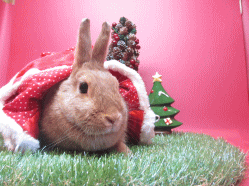 141123i.gif