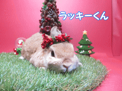 141123j.gif