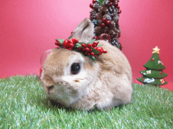 141123k.gif