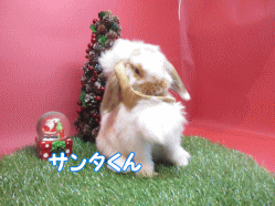 141123l.gif