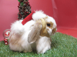 141123m.gif