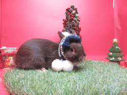 141123o.gif