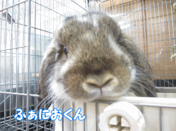 141123z6.gif