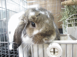 141123z7.gif