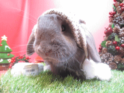 141124l.gif