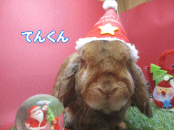 141124s.gif