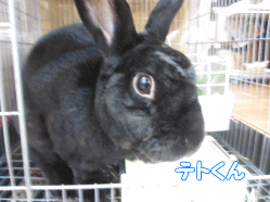 141124y.gif