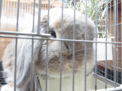141124z2.gif