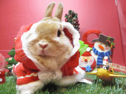 141125b.gif