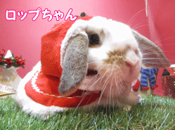 141125e.gif