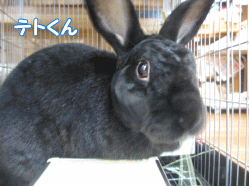 141125g.gif