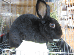 141125h.gif