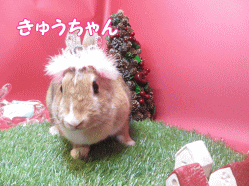 141127c.gif