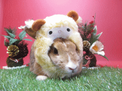 141127d.gif