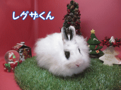 141127e.gif