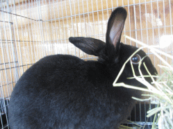 141127h.gif