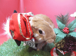 141128a2.gif