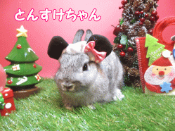 141129c.gif