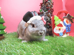 141129d.gif