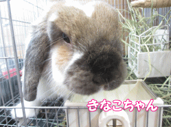 141129e.gif