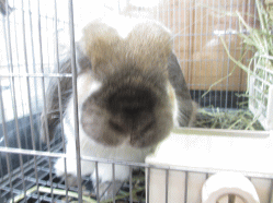 141129f.gif