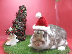 141130a2.gif