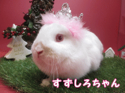141130b1.gif
