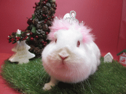 141130b2.gif
