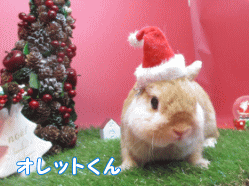 141130c1.gif