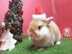 141130c2.gif