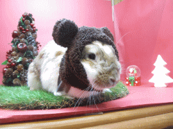 141130d2.gif