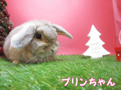 141130e1.gif